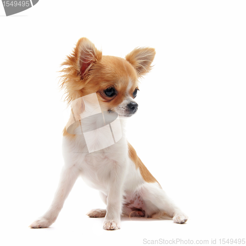 Image of puppy chihuahua