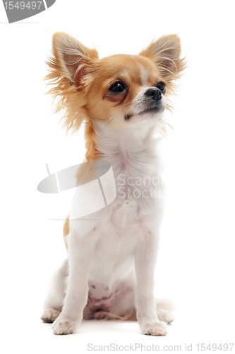 Image of young  chihuahua