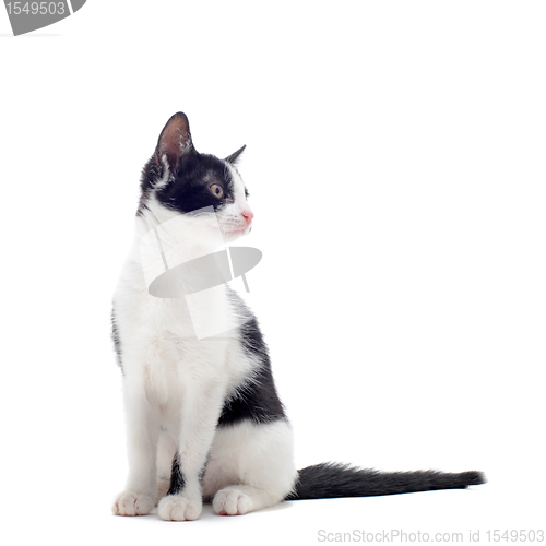 Image of black and white kitten
