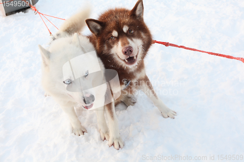 Image of two siberian huskies