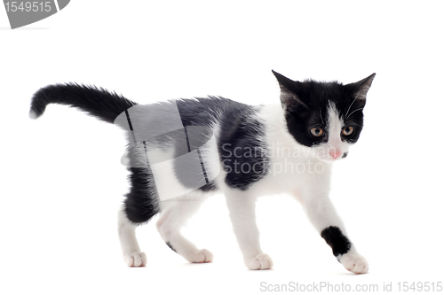 Image of black and white kitten