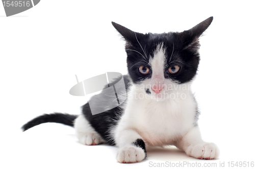 Image of black and white kitten