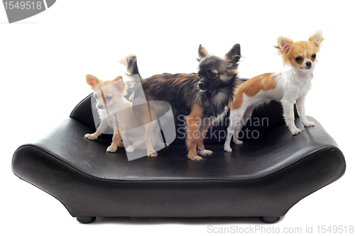 Image of chihuahuas on sofa