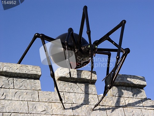 Image of Giant black spider on the wall