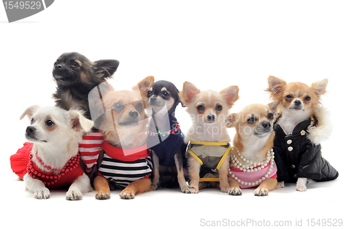 Image of seven chihuahuas