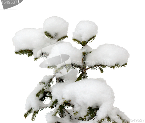 Image of Two small Christmas tree in the snow in isolation