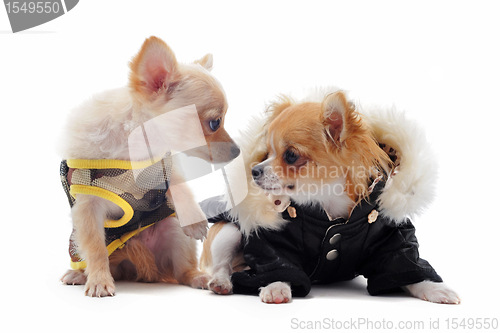 Image of two chihuahuas