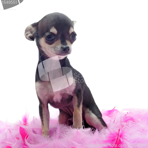 Image of puppy chihuahua with pink feather