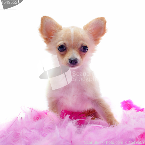 Image of puppy chihuahua with pink feather