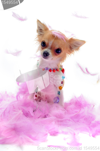 Image of puppy chihuahua with pink feather