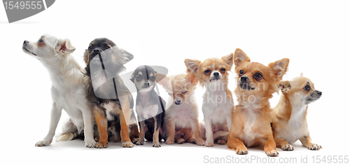 Image of seven chihuahuas