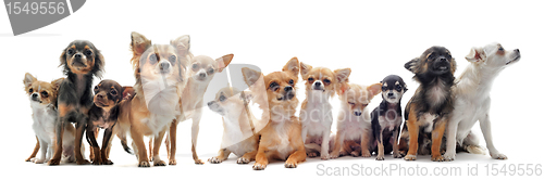 Image of seven chihuahuas