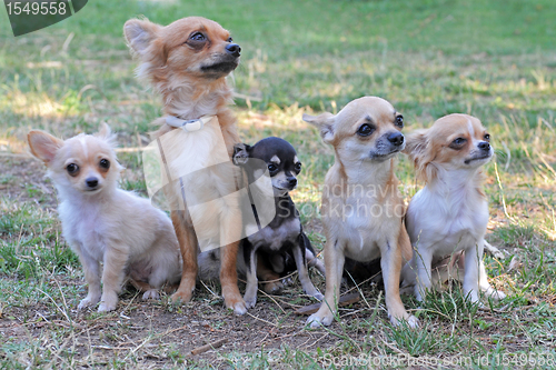 Image of five chihuahuas