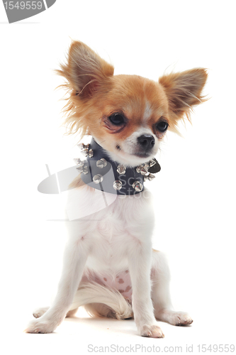 Image of chihuahua with studded collar