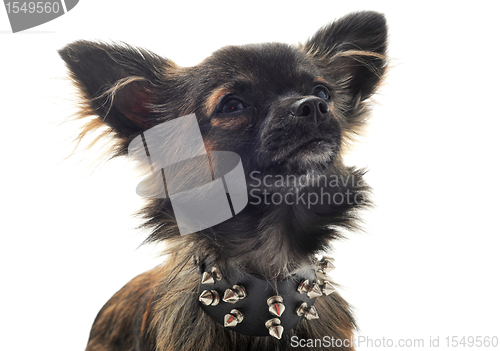 Image of chihuahua with studded collar