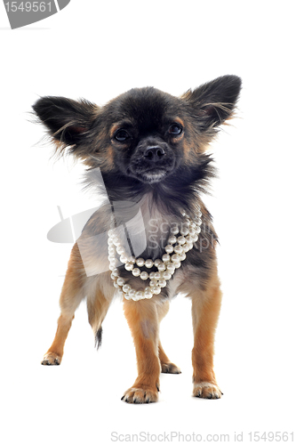 Image of chihuahua with pearl collar