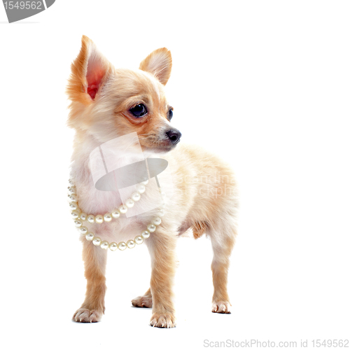 Image of chihuahua with pearl collar