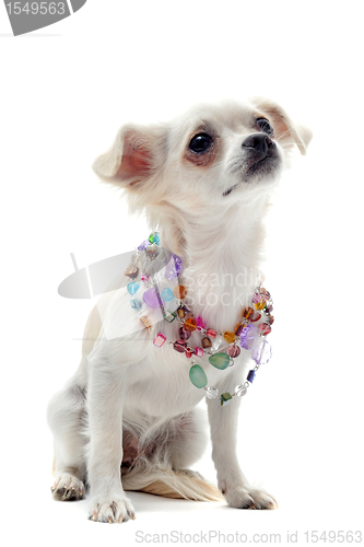 Image of chihuahua with pearl collar