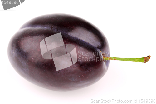 Image of One ripe plum
