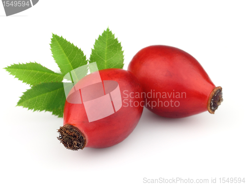 Image of Dog rose with leaves