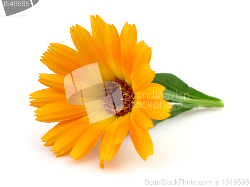 Image of Marigold in closeup