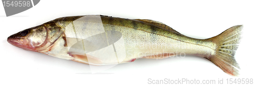 Image of Pike perch