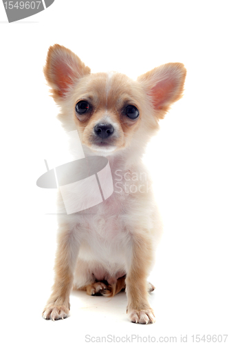 Image of puppy chihuahua