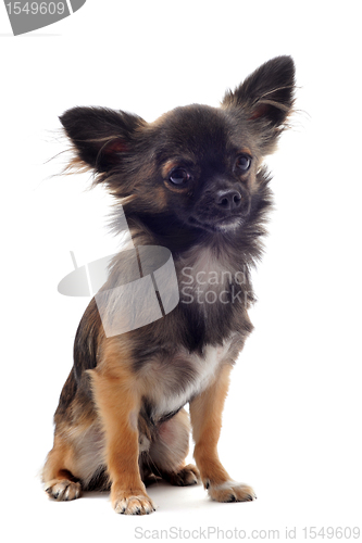 Image of brown chihuahua