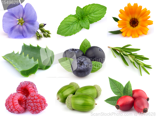 Image of Herbs