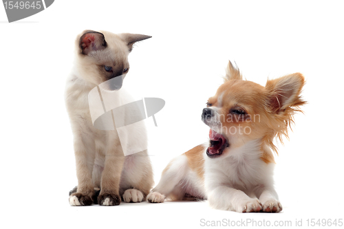 Image of puppy chihuahua and siamese kitten