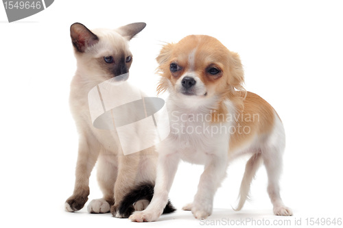 Image of puppy chihuahua and kitten