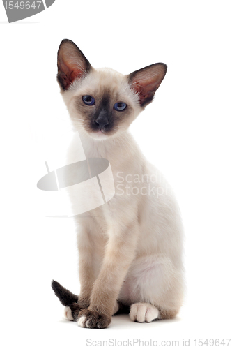 Image of Siamese kitten