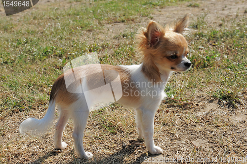 Image of puppy chihuahua
