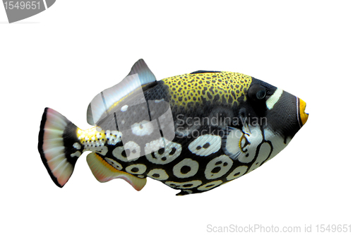 Image of Clown triggerfish - Balistoides conspicillum