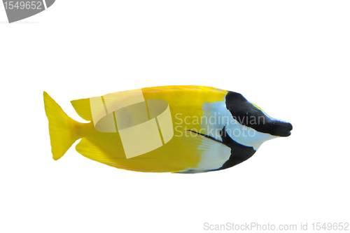 Image of Fox Faced Rabbit Fish