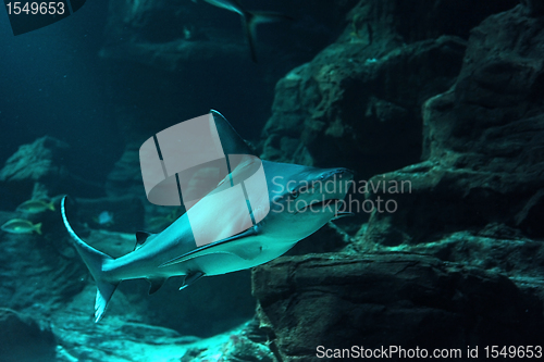 Image of reef shark