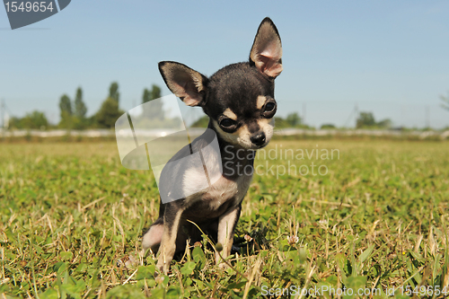 Image of puppy chihuahua