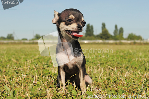 Image of puppy chihuahua