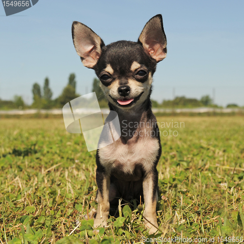 Image of puppy chihuahua