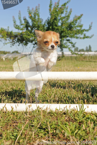 Image of jumping  chihuahua