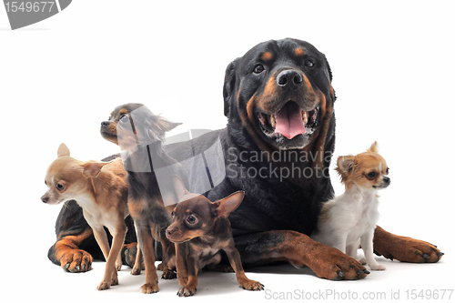 Image of rottweiler and chihuahuas