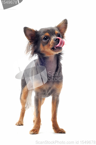 Image of hungry chihuahua