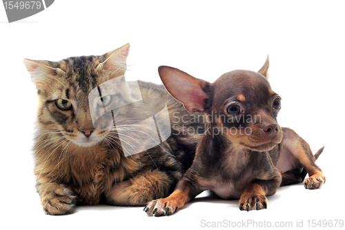 Image of puppy chihuahua and cat