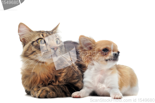 Image of puppy chihuahua and cat