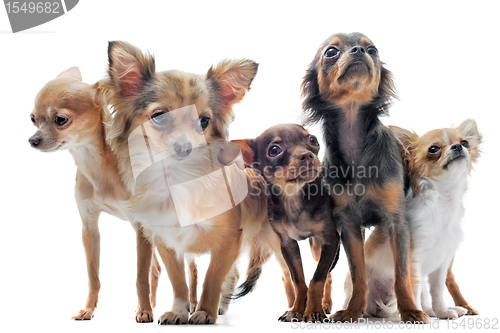 Image of five chihuahuas