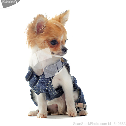 Image of dressed chihuahua