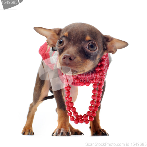 Image of sad chihuahua with pearl collar