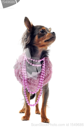 Image of elegant chihuahua