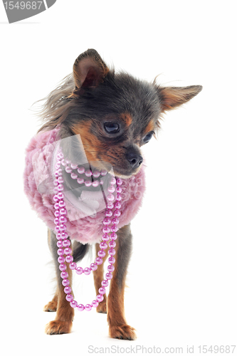 Image of chihuahua with pearl collar