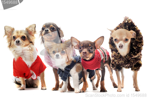 Image of five chihuahuas